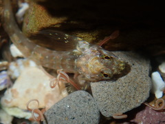 Lepidoblennius haplodactylus