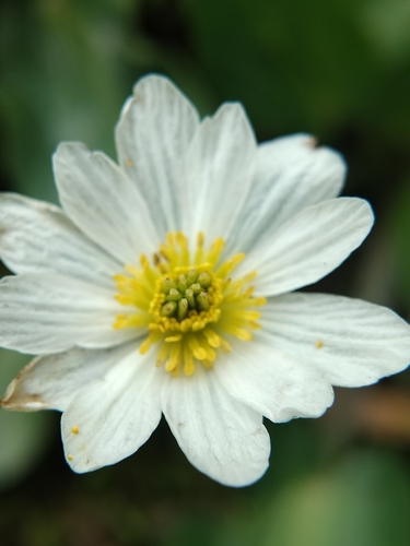 Image of Caltha leptosepala by no rights reserved