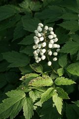 Actaea rubra neglecta