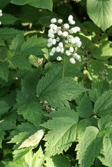 Actaea rubra neglecta