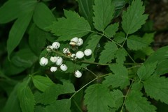 Actaea rubra neglecta