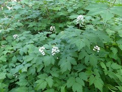 Actaea rubra neglecta