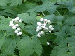 Actaea rubra neglecta