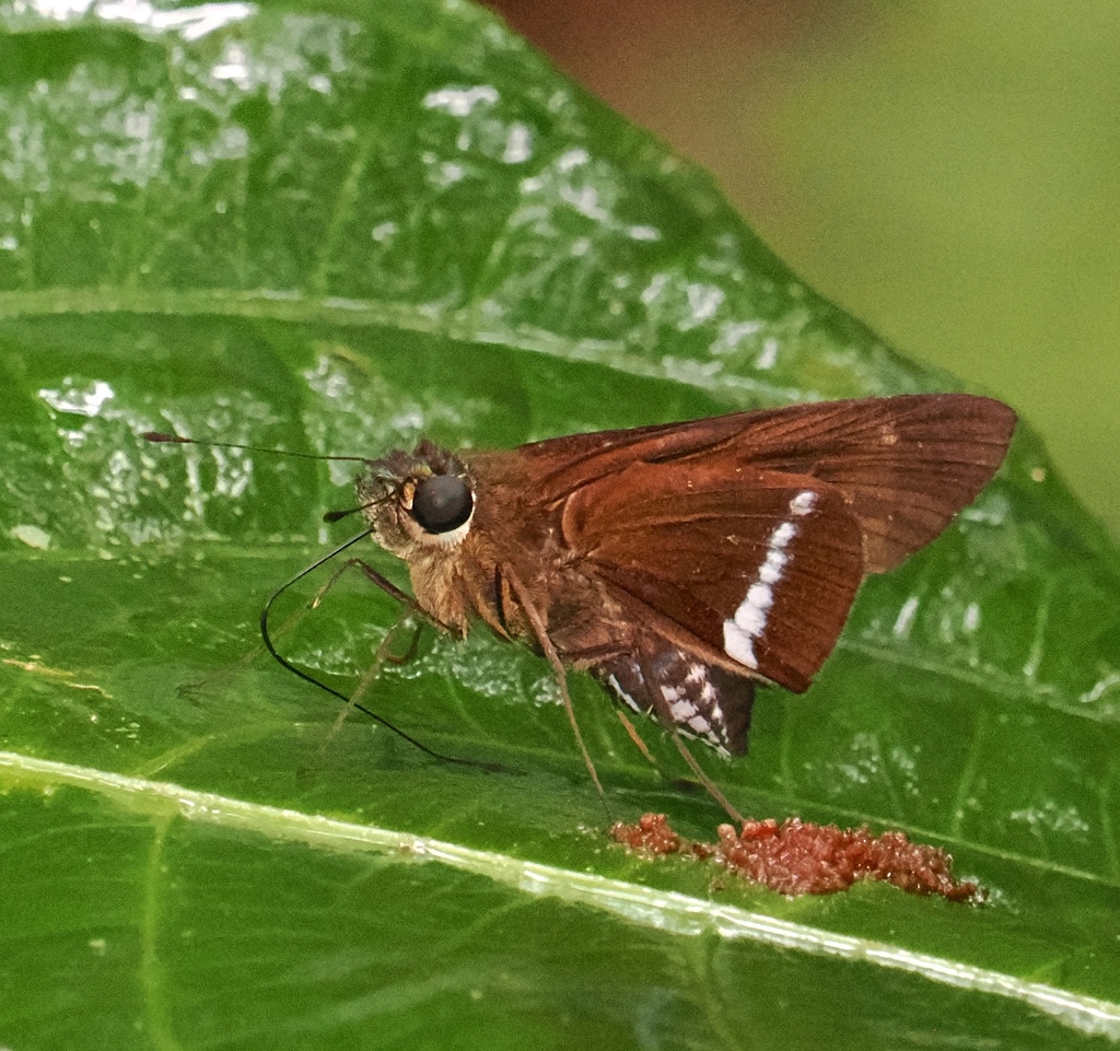 Evans' Skipper