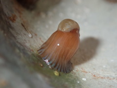 Anthothoe albocincta