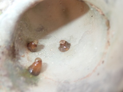 Anthothoe albocincta