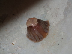 Anthothoe albocincta