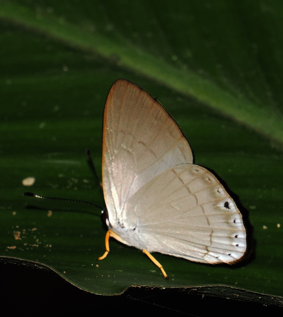 Euselasia parca