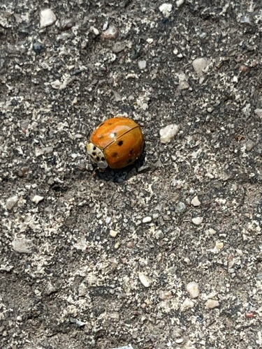Asian Lady Beetle