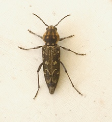 Xylotrechus rusticus