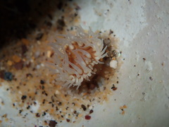Anthothoe albocincta