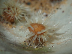 Anthothoe albocincta