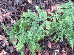 Adiantum pedatum