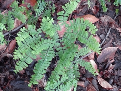 Adiantum pedatum