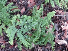 Adiantum pedatum
