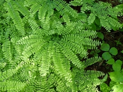 Adiantum pedatum