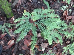 Adiantum pedatum