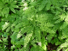 Adiantum pedatum