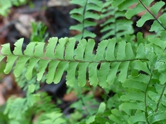 Adiantum pedatum