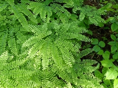 Adiantum pedatum
