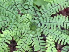 Adiantum pedatum