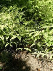 Adiantum pedatum