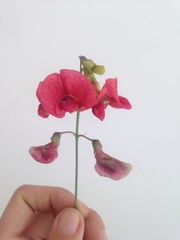 Lathyrus rotundifolius