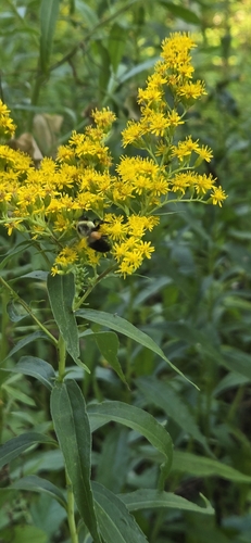 Common Eastern Bumble Bee photographed in Michigan
