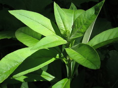Lysimachia volkovae