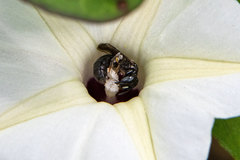 Ceratina guarnacciana