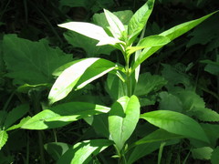 Lysimachia volkovae