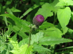 Cirsium schantarense
