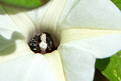 Ceratina guarnacciana