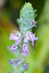 Pedicularis attollens