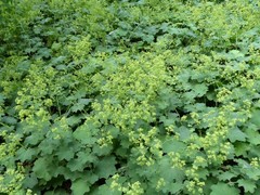 Alchemilla mollis