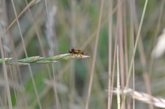 Phyllobrotica quadrimaculata