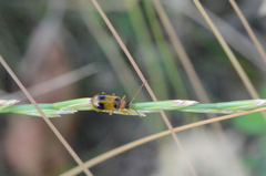 Phyllobrotica quadrimaculata