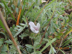 Astragalus testiculatus