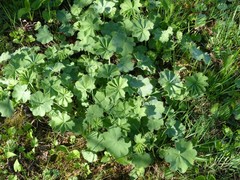 Alchemilla mollis