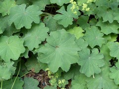 Alchemilla mollis