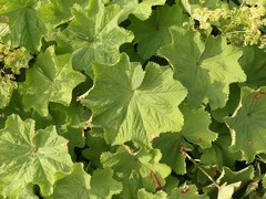 Alchemilla mollis