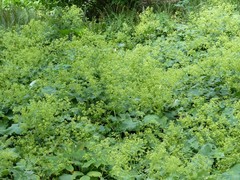 Alchemilla mollis