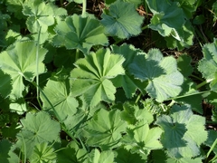 Alchemilla mollis