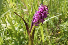 Dactylorhiza incarnata cruenta