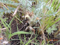 Astragalus testiculatus
