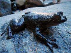 Barbourula busuangensis