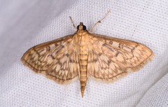 Herpetogramma thestealis