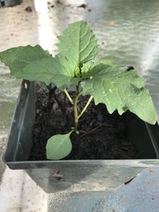Physalis angulata