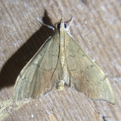 Sericoplaga externalis