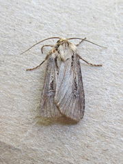 Agrotis obliqua